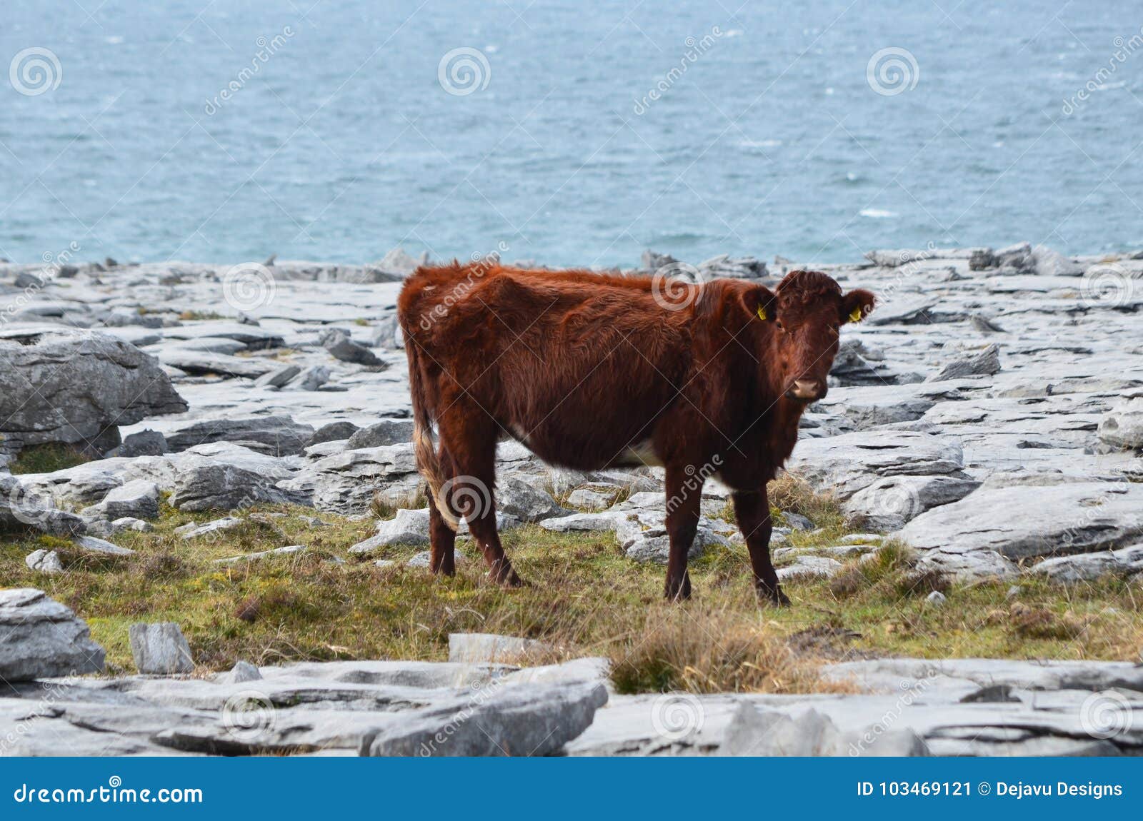side view of a large celtic cow in burren