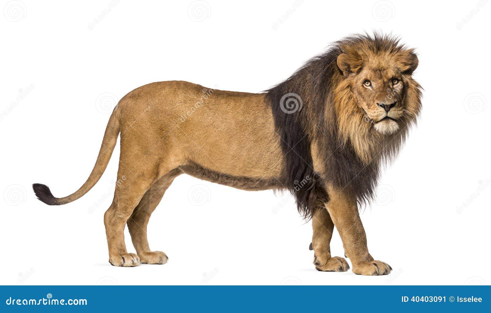 6,817 Lion Standing Stock Photos - Free & Royalty-Free Stock Photos from Dreamstime 6,817 Lion Standing Stock Photos - Free & Royalty-Free Stock Photos from Dreamstime