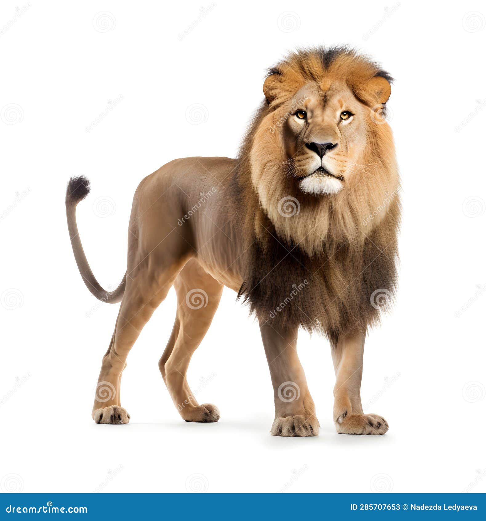 Side View of a Lion Standing, Panthera Leo, Isolated on White. Stock ...