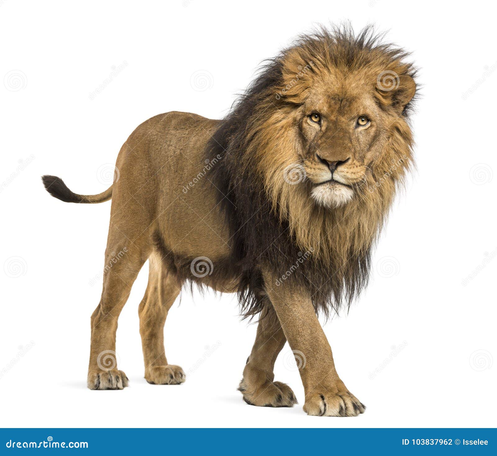 side view of a lion walking, looking at the camera, panthera leo