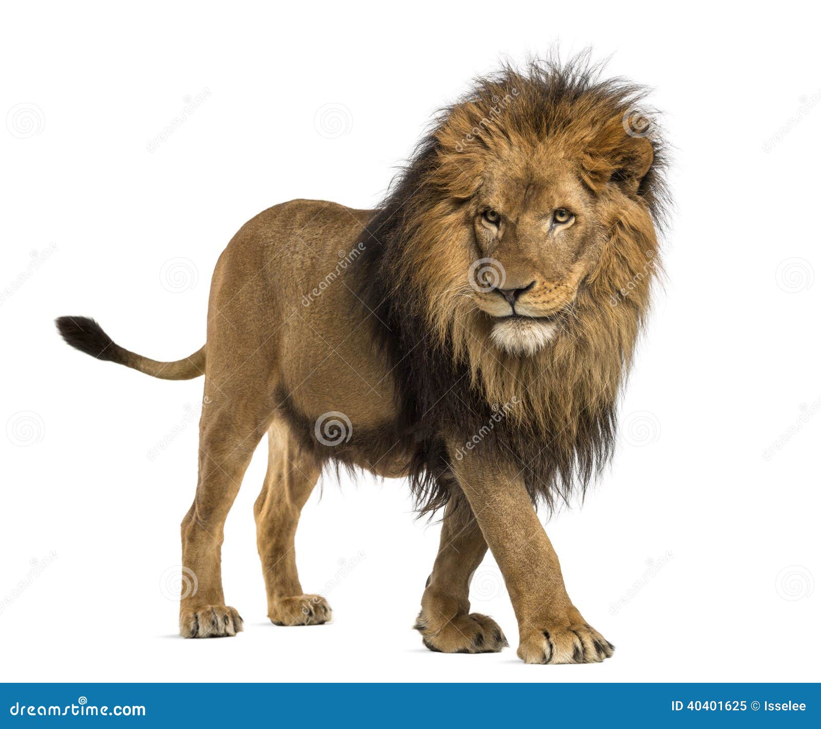 9,516 Lion Walking Stock Photos - Free & Royalty-Free Stock Photos from Dreamstime 9,516 Lion Walking Stock Photos - Free & Royalty-Free Stock Photos from Dreamstime