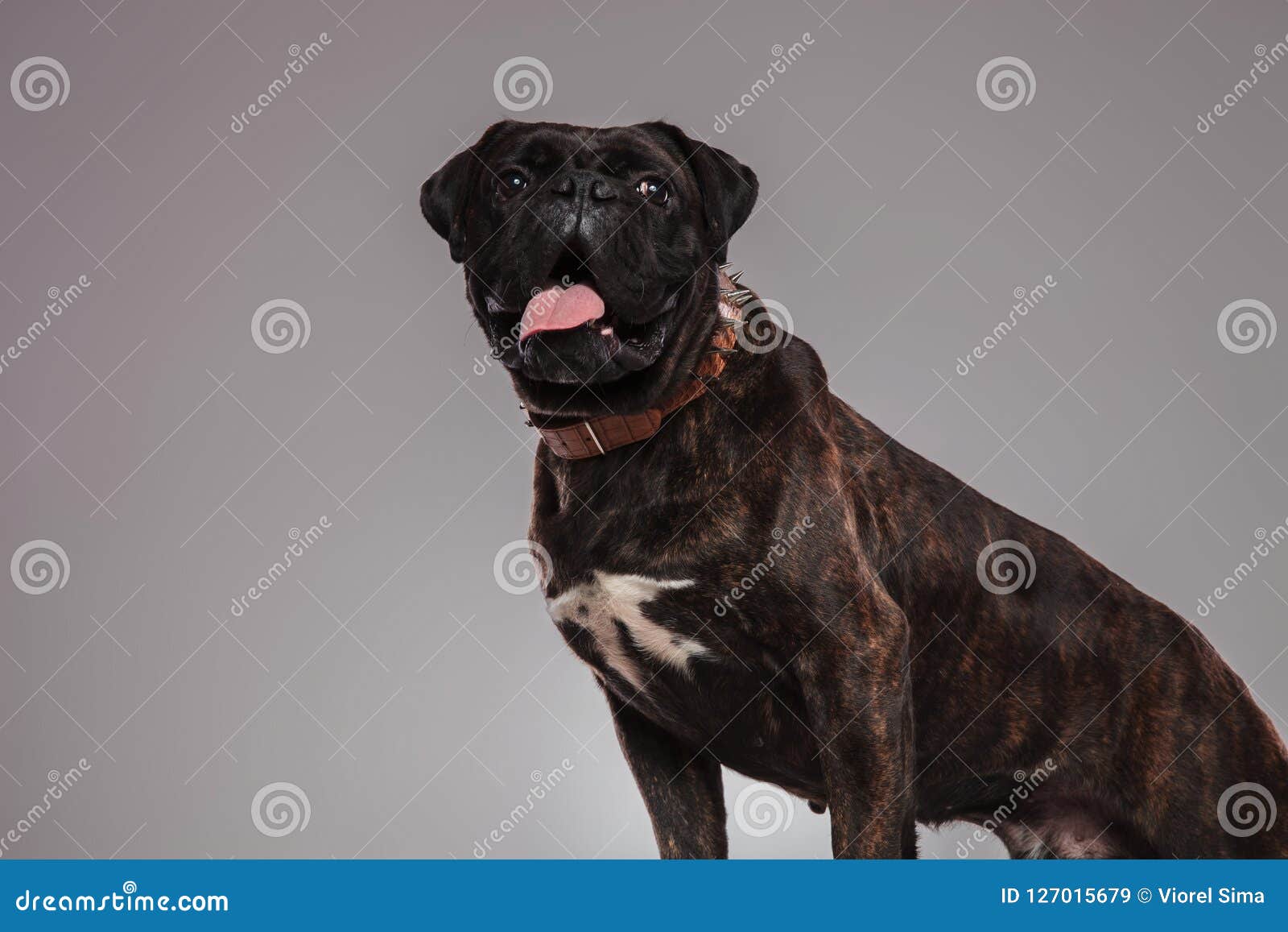 Side View of Lovely Seated Boxer Panting Stock Image Image of closeup