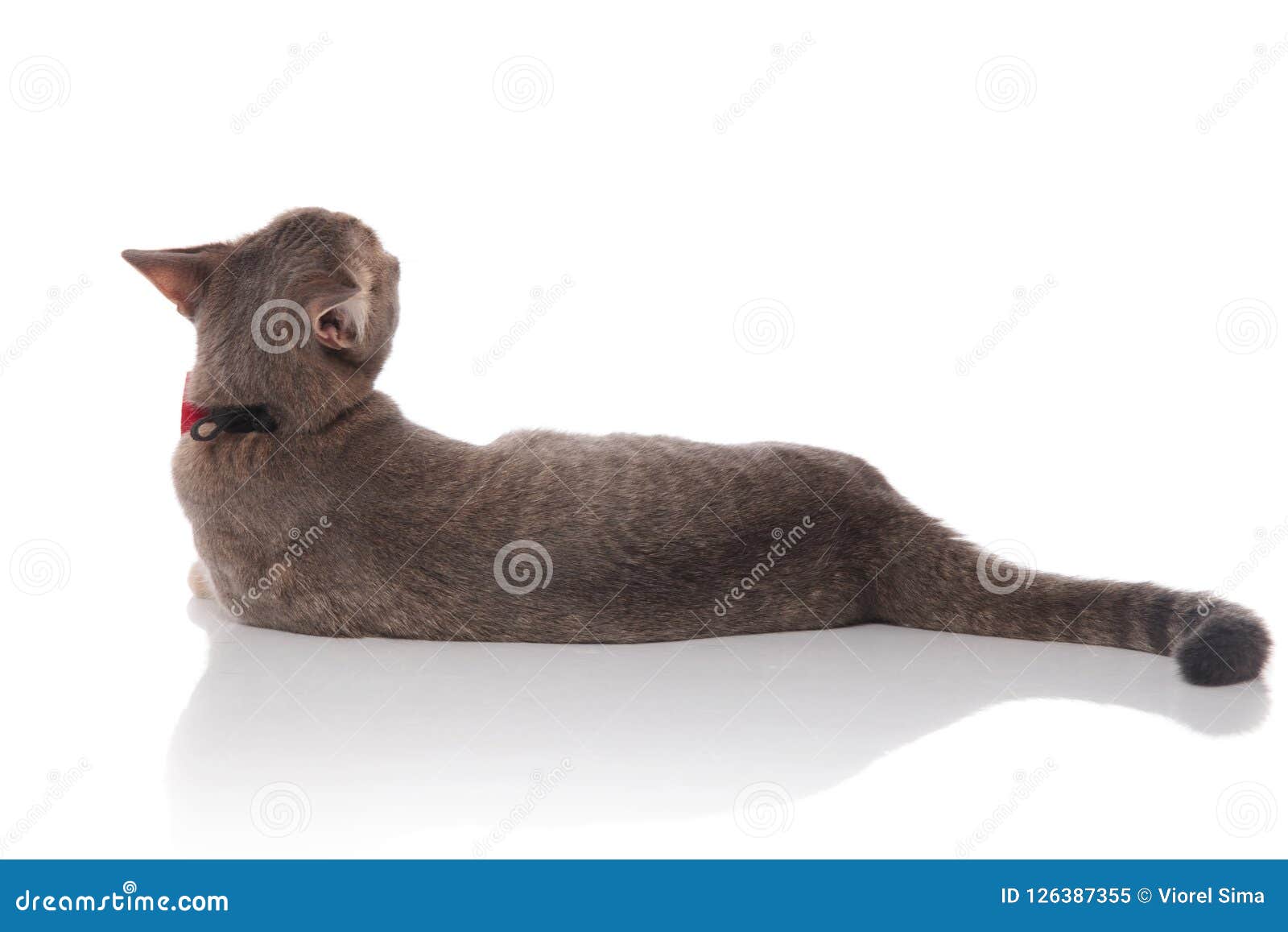 Side View Of Lying Gentleman Cat Looking Up And Behind Stock Image