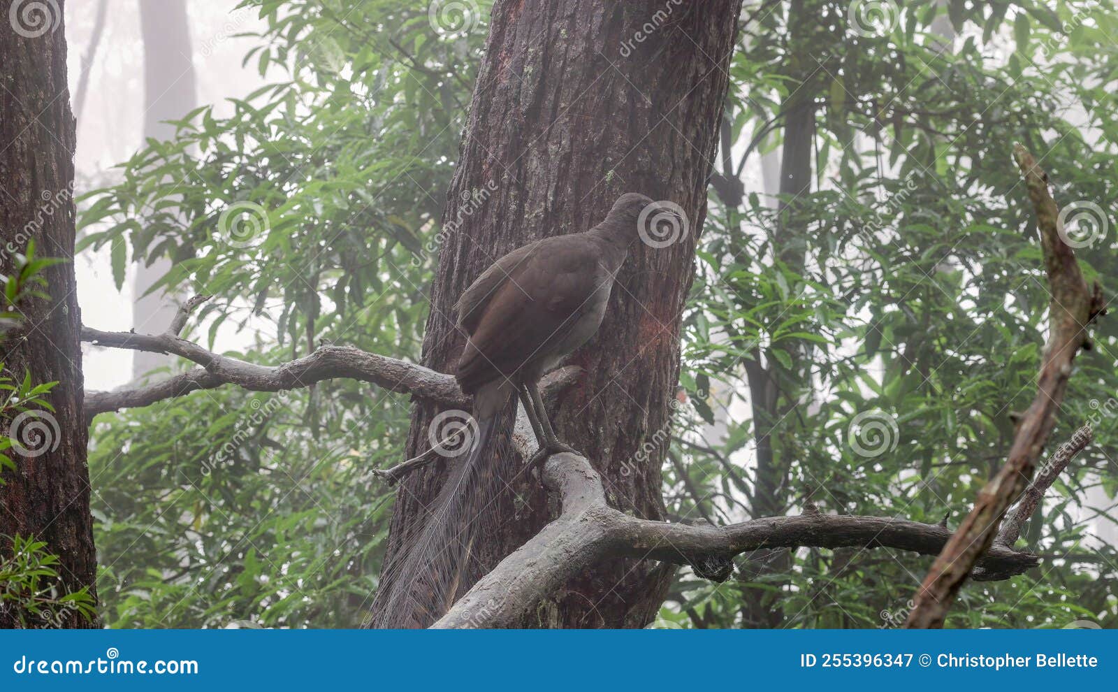 side view of a lyrebird male perched on a branch and singing in the fog