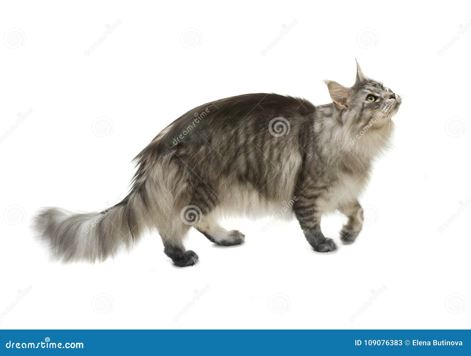 Side View of a Maine Coon Cat Walking and Looking Up Stock Image