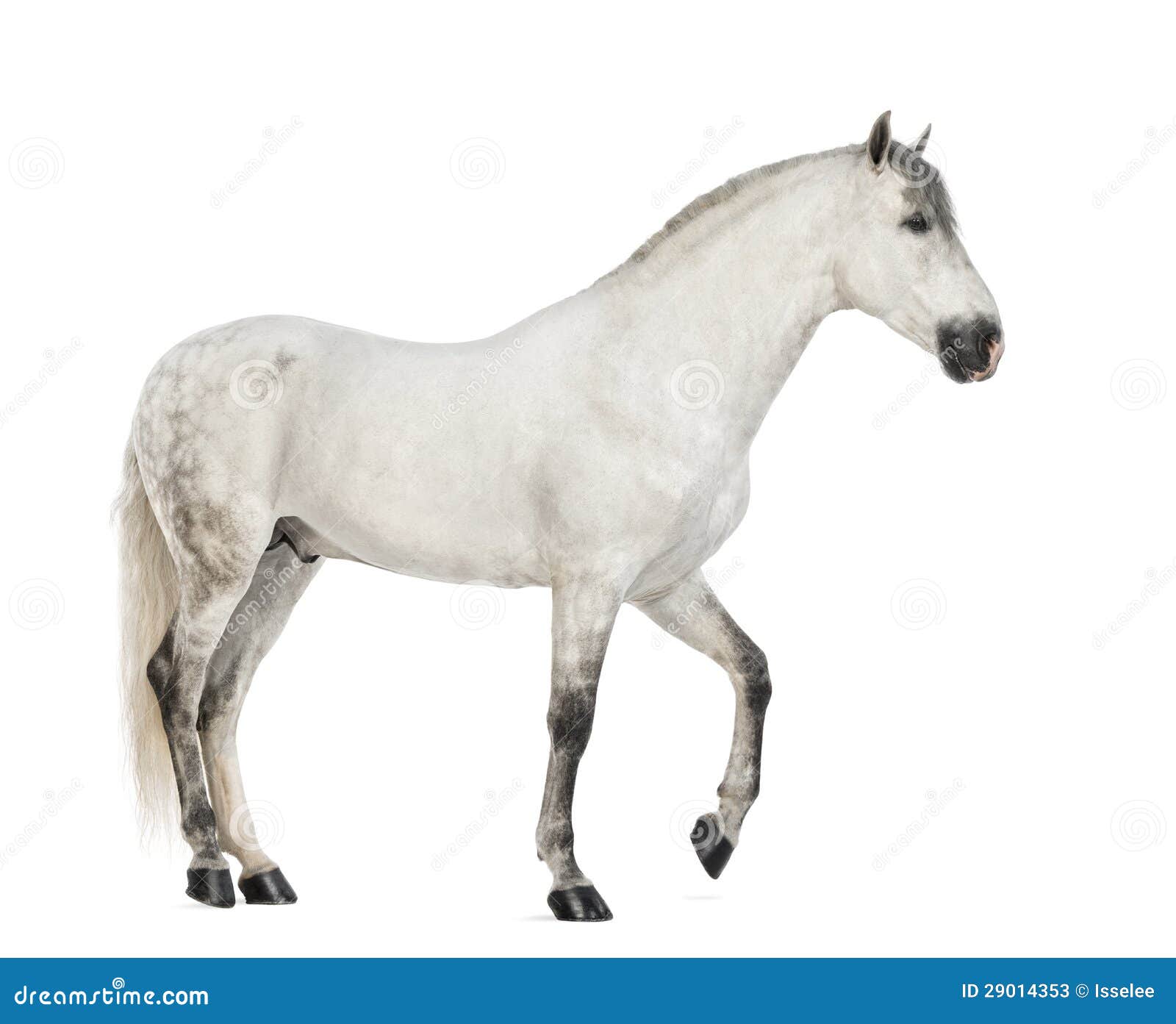 side view of a male andalusian, 7 years old, also known as the pure spanish horse or pre