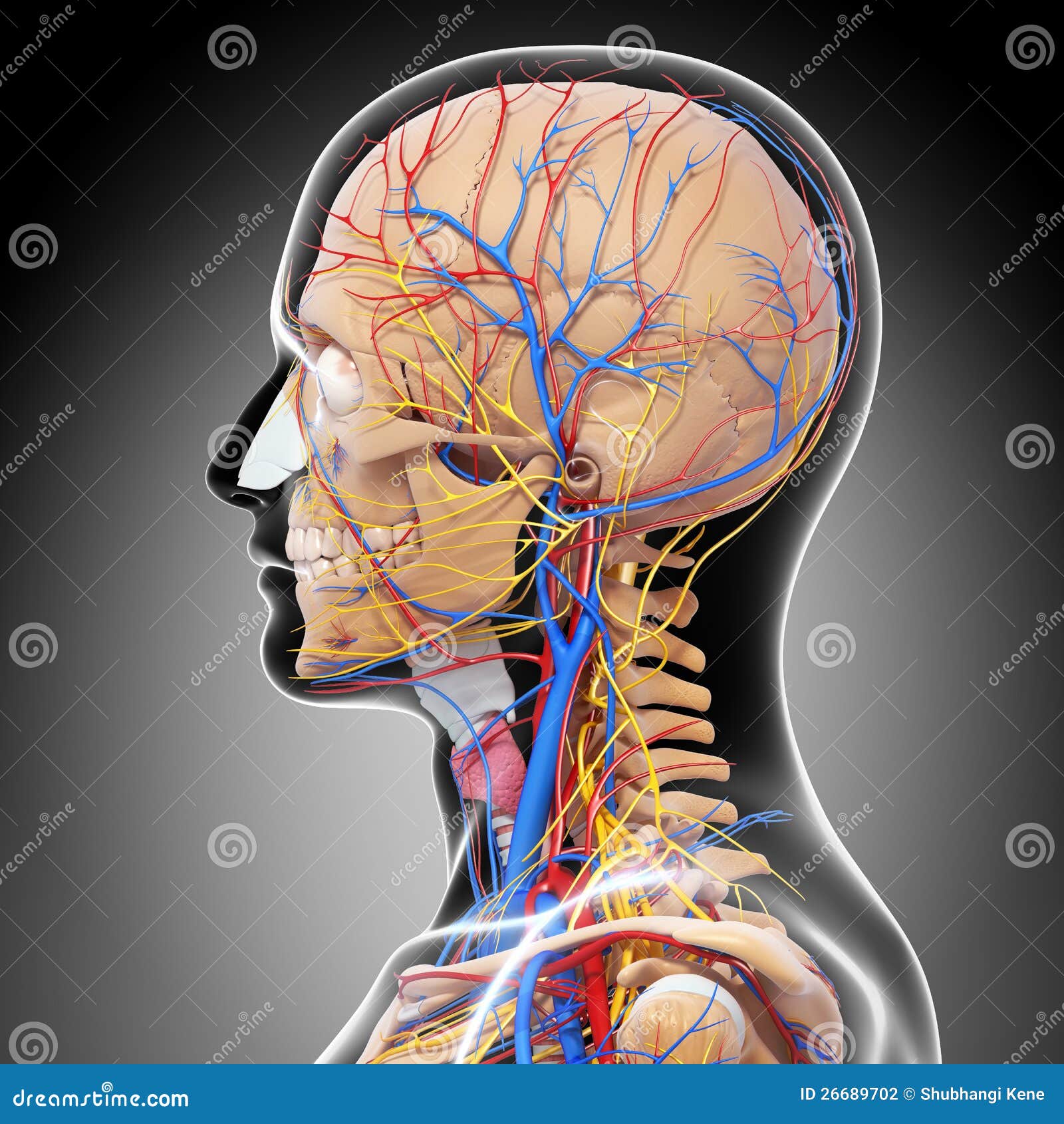 Side View Of Male Head Circulatory System Stock Illustration