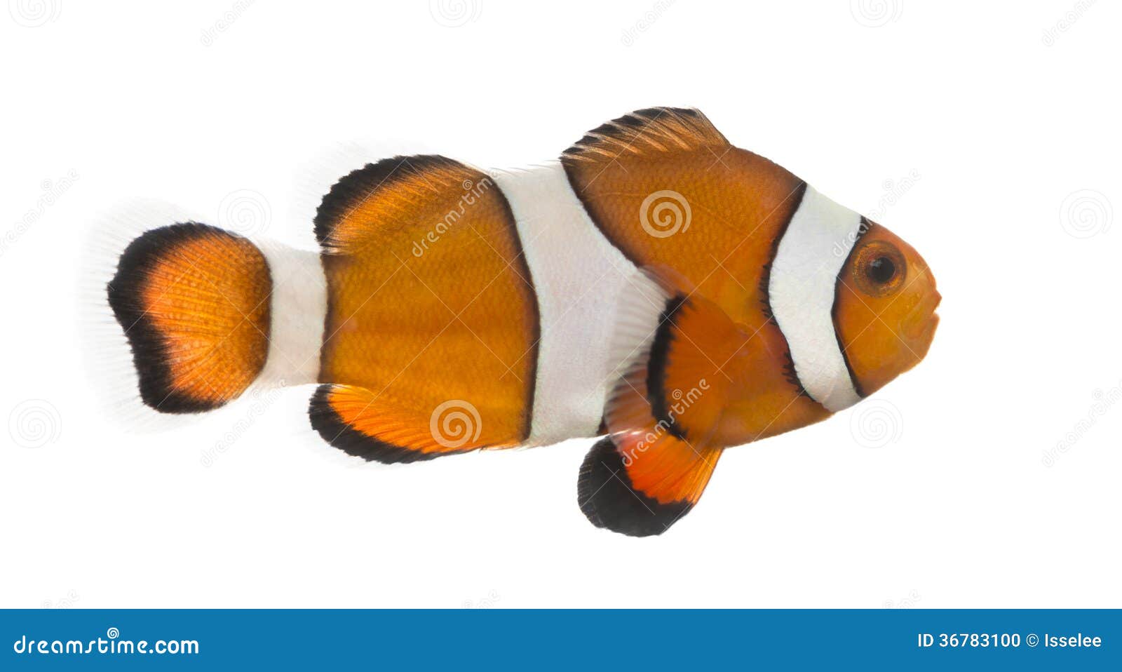 side view of an ocellaris clownfish, amphiprion ocellaris