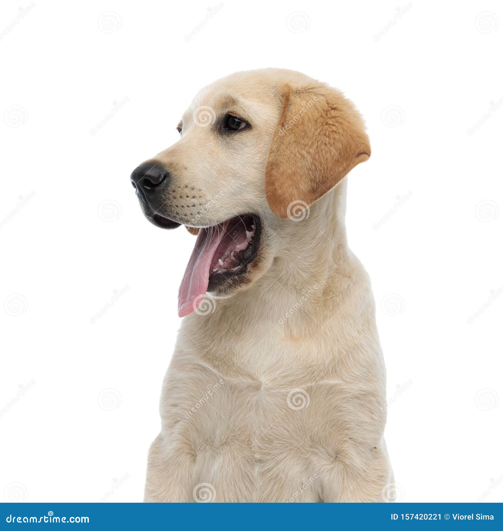 Side View of a Panting Labrador Retriever`s Head Stock Image Image of