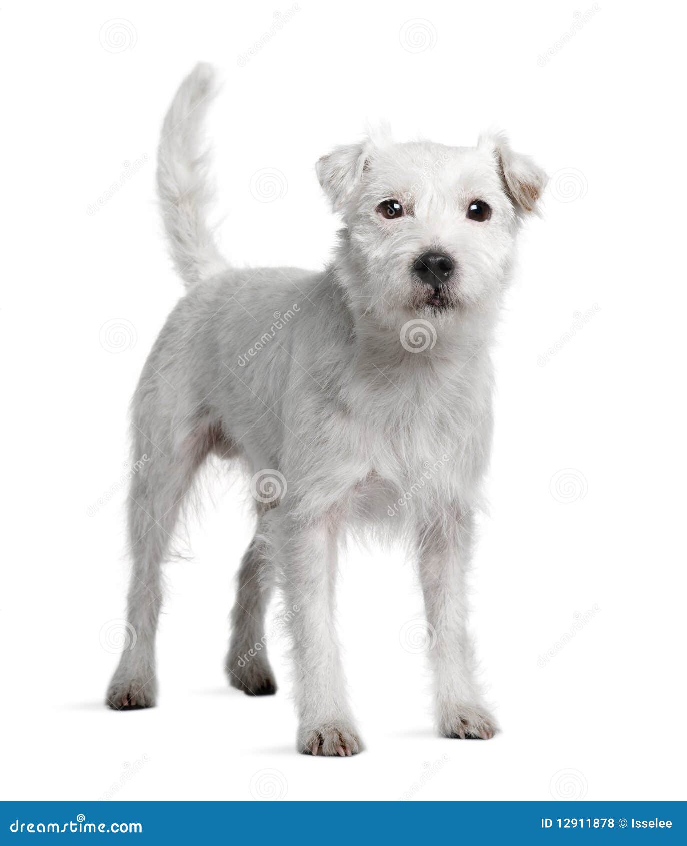 side view of parson russell terrier standing