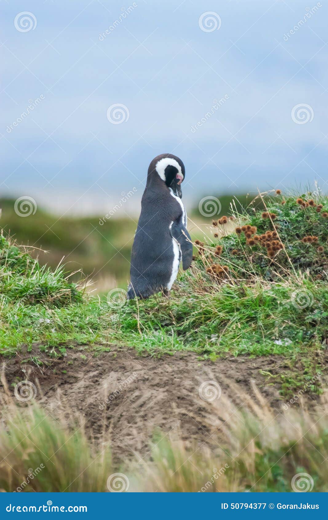 a room with a view penguin a room with a view penguin