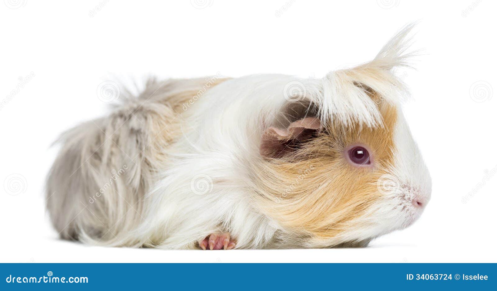 Side View of Peruvian Guinea Pig, Isolated Stock Photo Image of
