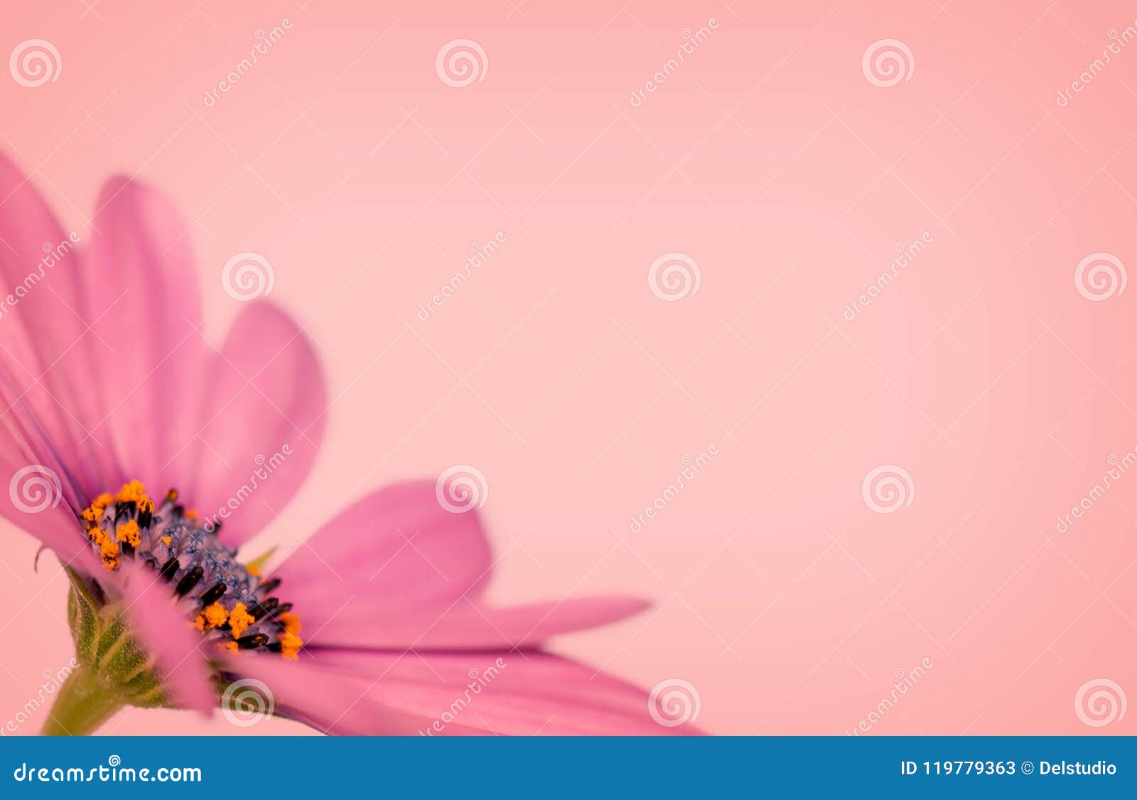 Side View of a Pink African Daisy Osteopermum Peach Background Stock ...