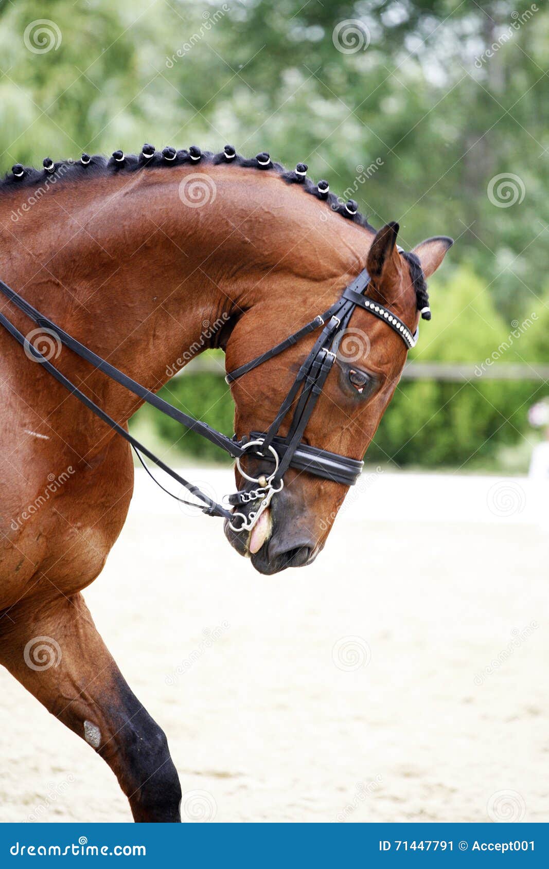 side view portrait of a bay dressage horse during training outdo
