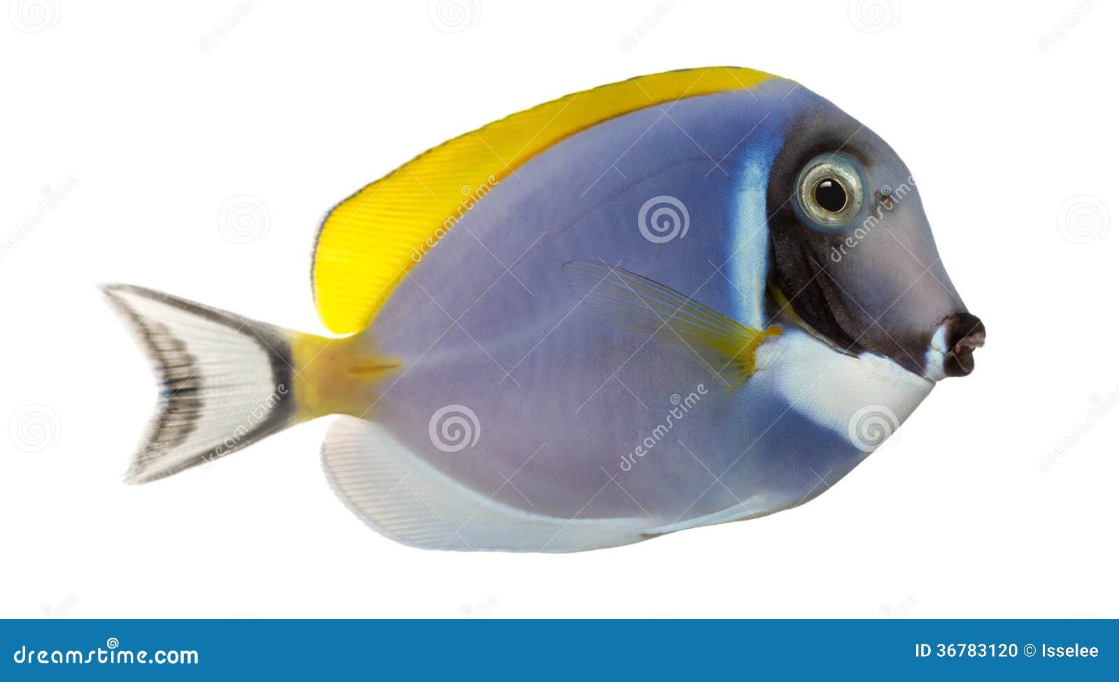 Powder Blue Tang - Africa - Tangs - Saltwater Fish