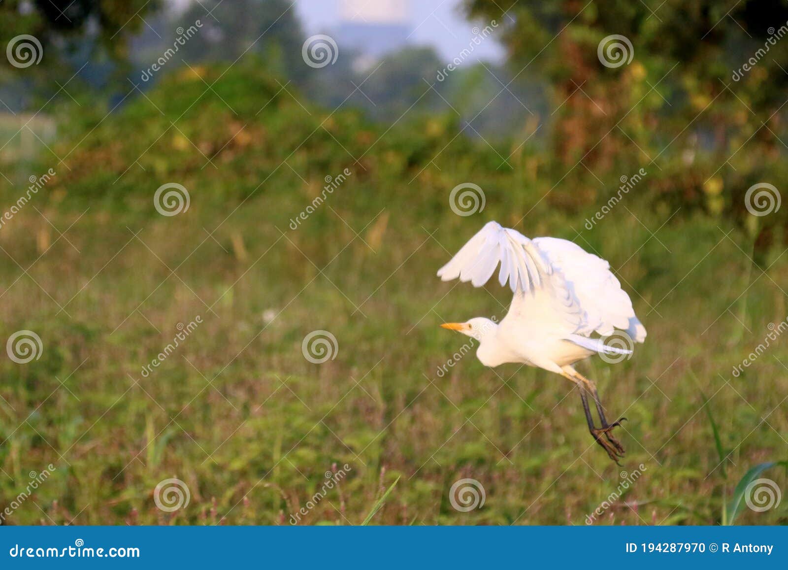 side view of pure white egret flying over field, soaring and green plants background