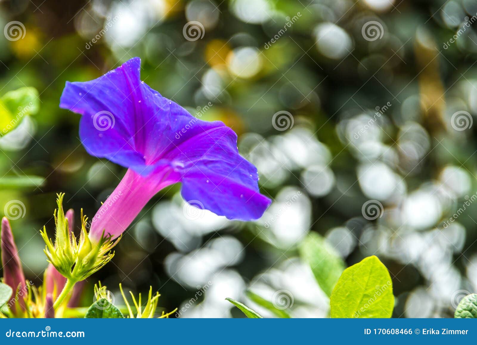 view of the side of a violet bell flower