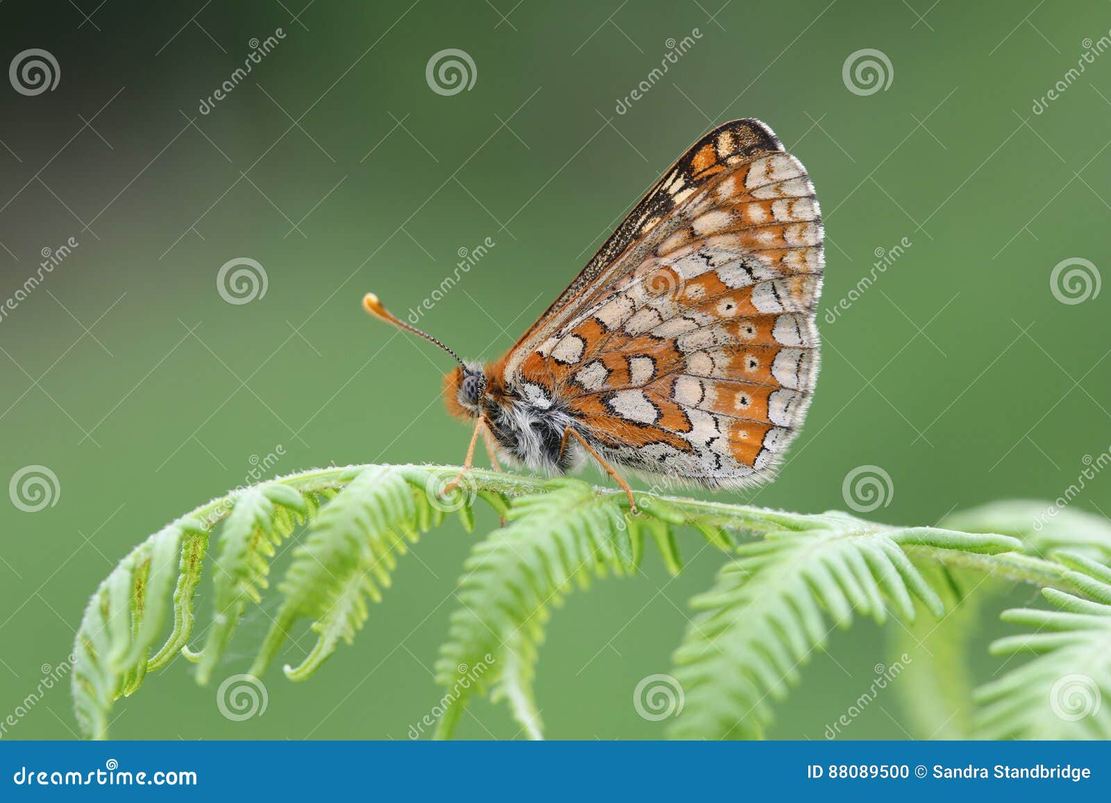 the side view of a rare marsh fritillary butterfly, euphydryas aurinia, perched on bracken.