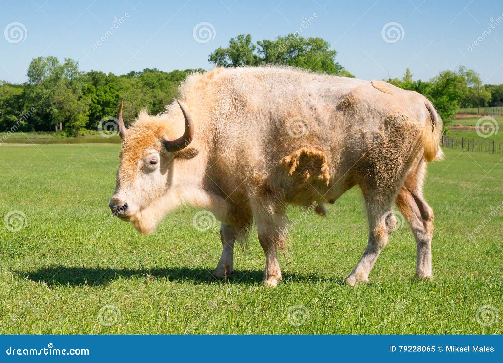 View of Rare Buffalo Stock Image - Image of native, 79228065