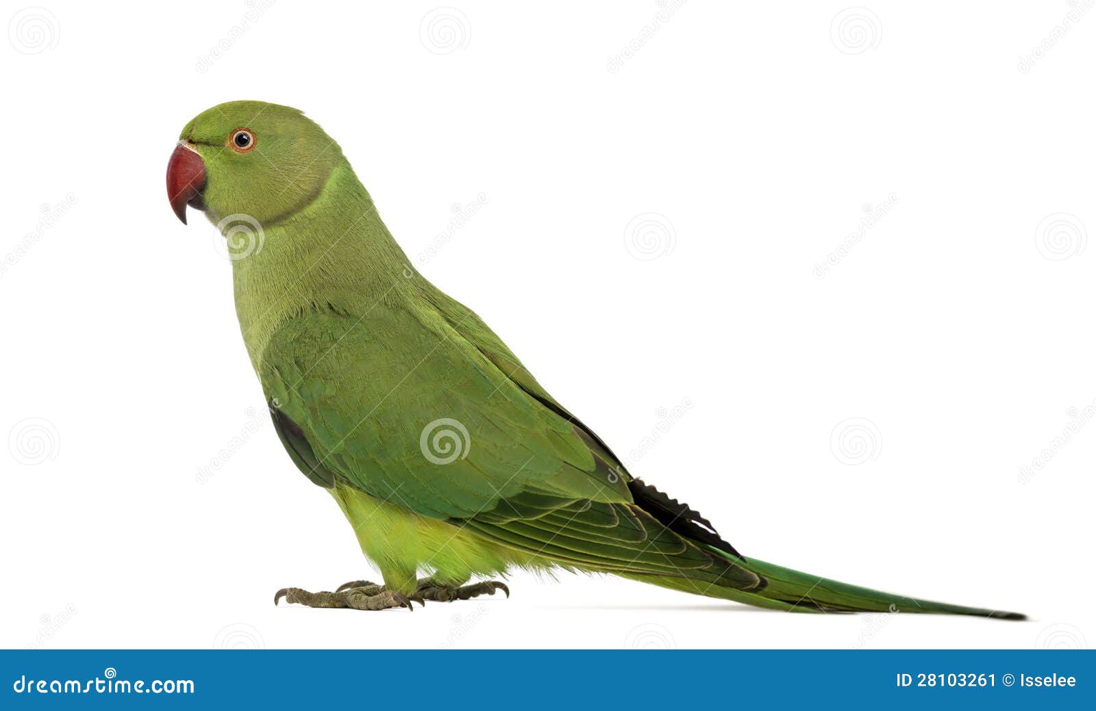 Ring-necked Parakeet | BTO - British Trust for Ornithology