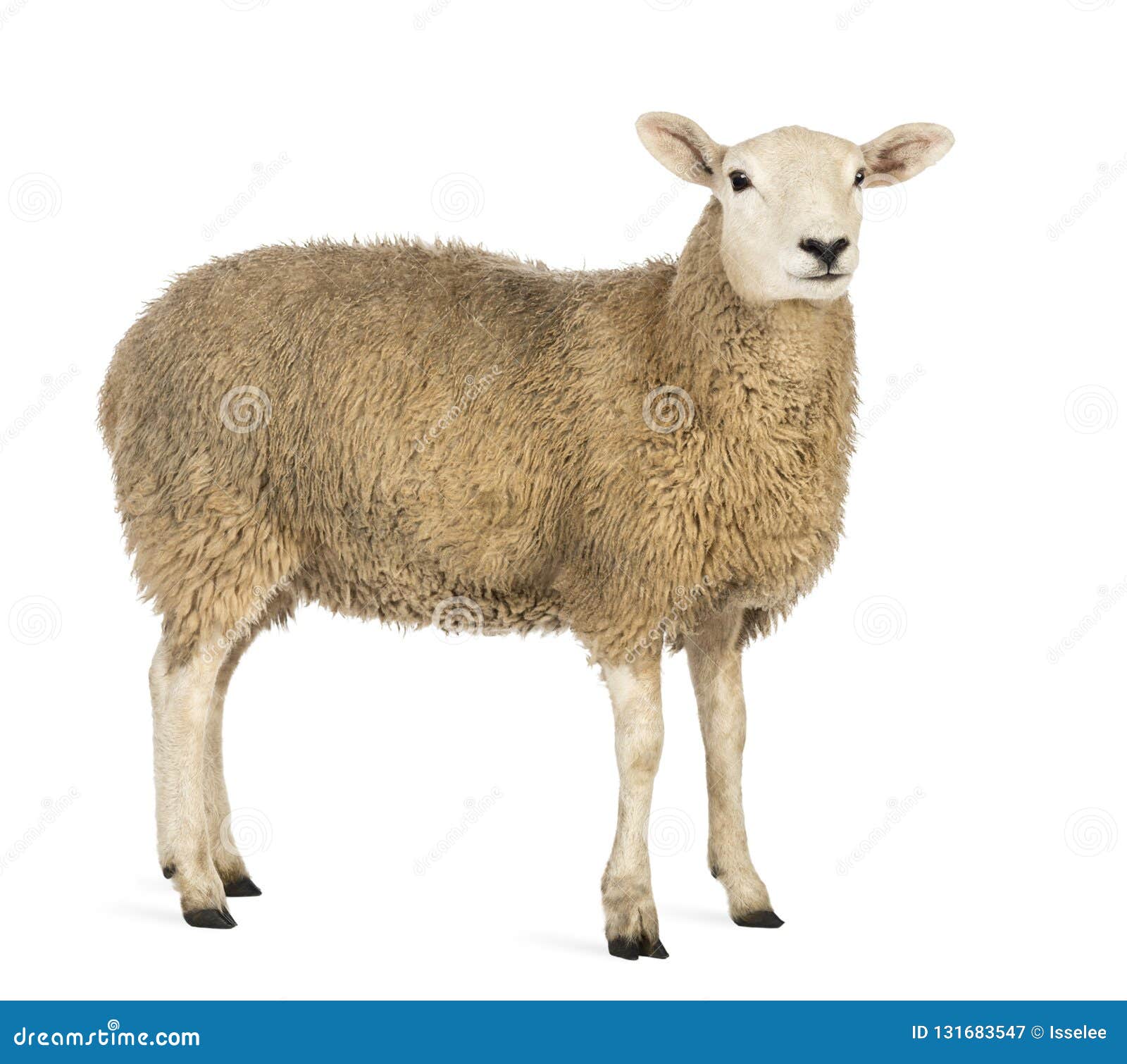 side view of a sheep looking away against white background