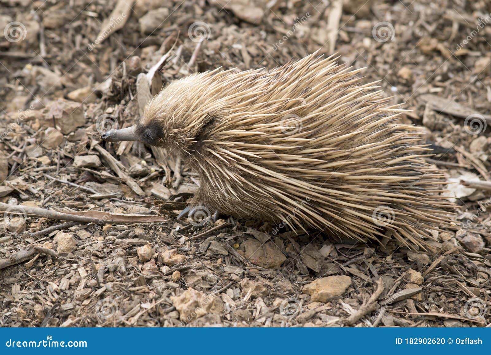 This is a Side View of a Short Nosed Echidna Stock Photo - Image of ...