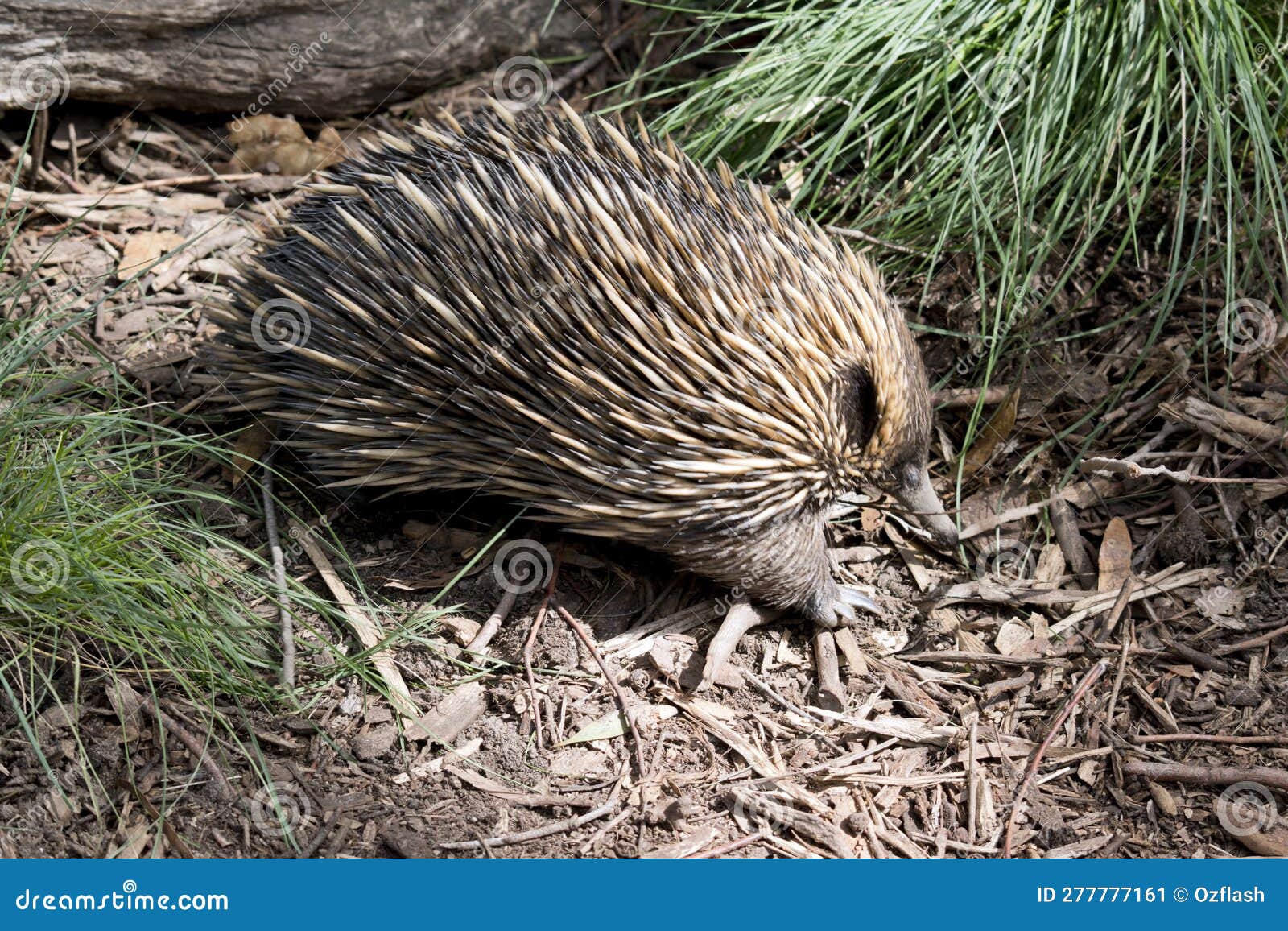 The Two Short Nosed Echidnas Are Eating Ants Royalty-Free Stock Photo ...