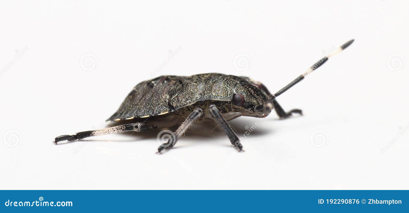 black mottled shield bug rhaphigaster nebulosa