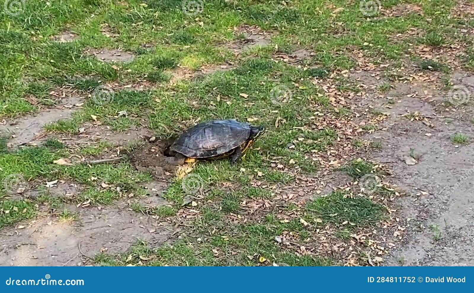 Side View of a Snapping Turtle Laying Her Eggs in the Grass Across from