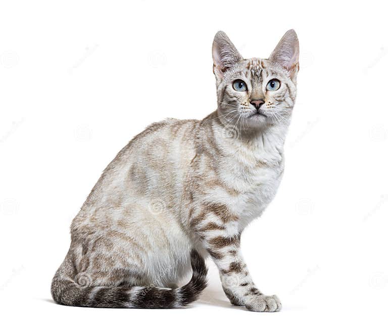 Side View on a Snow Lynx Bengal Cat, Isolated Stock Photo Image of white, bengal 253508144