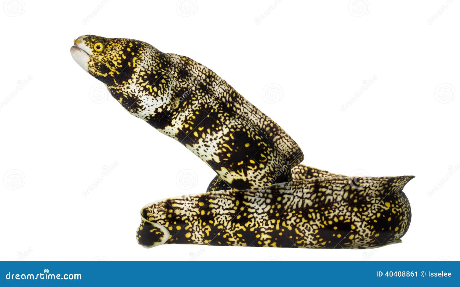 side view of a snowflake moray, echidna nebulosa