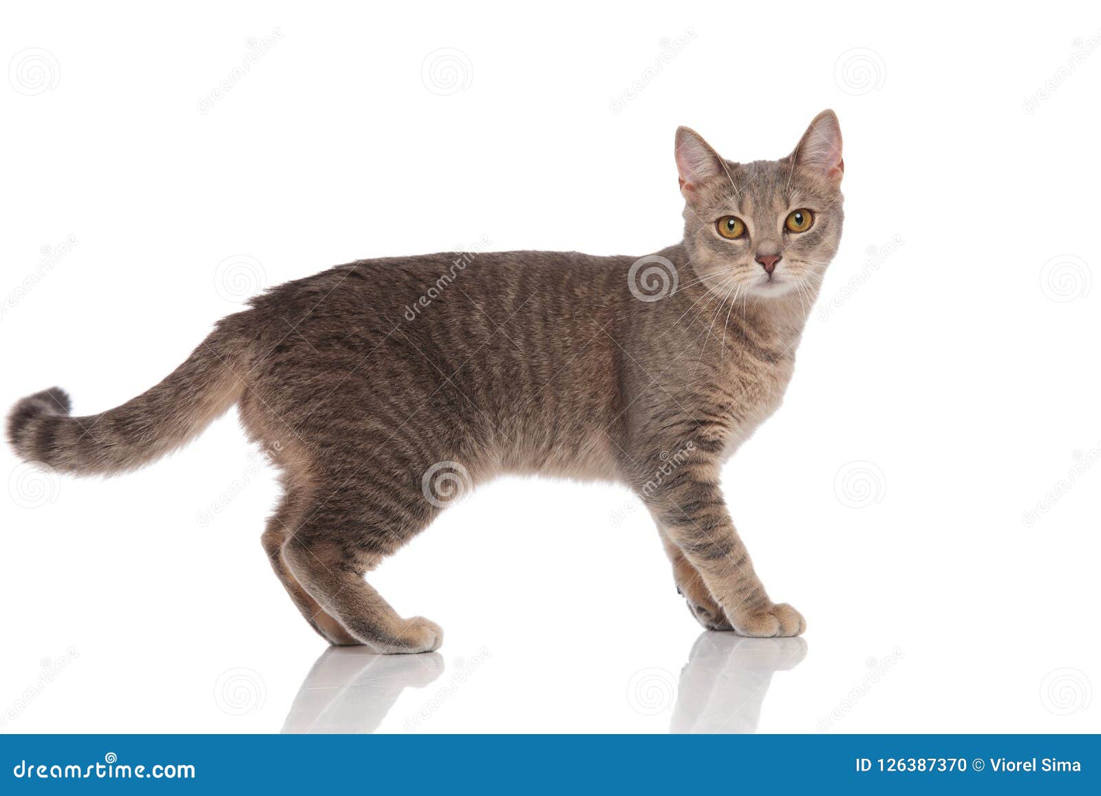 Side View of Standing Grey Cat with Yellow Eyes Stock Photo - Image of