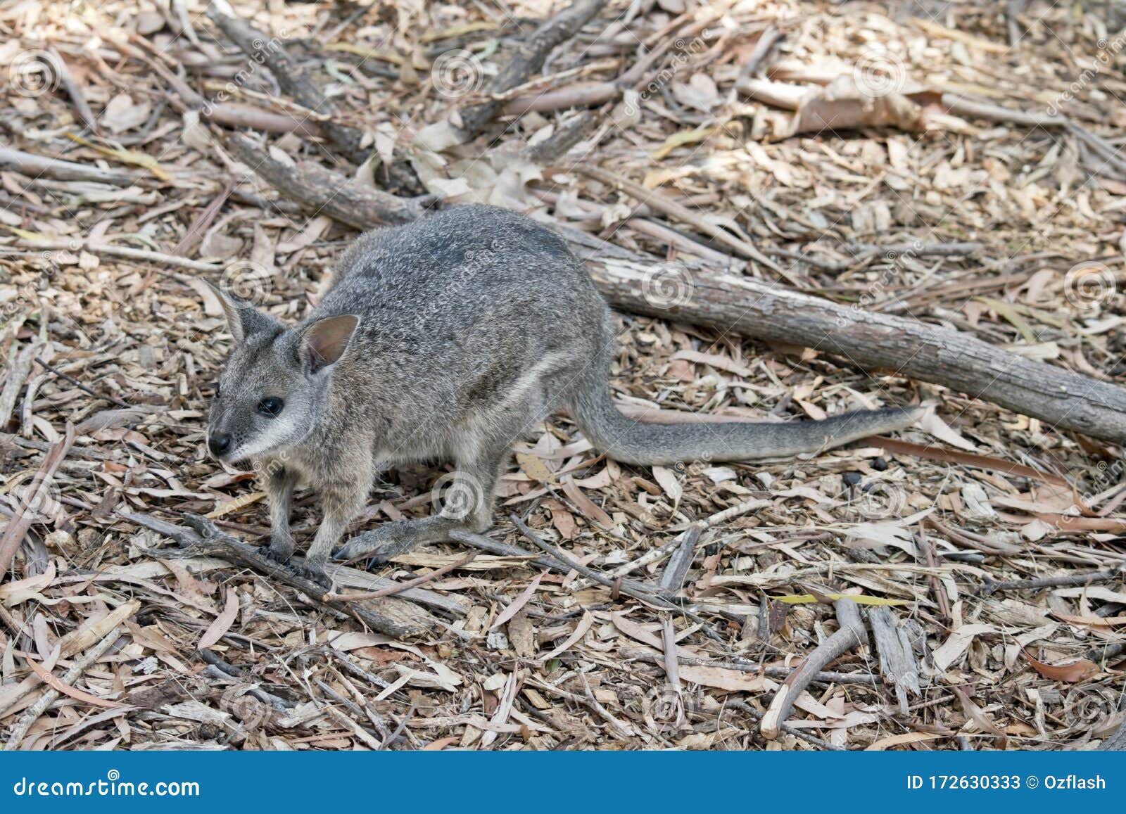 This Is A Side View Of A Tammar Wallaby Stock Image Image Of Tammar Wildlife 172630333,Steaming Green Beans