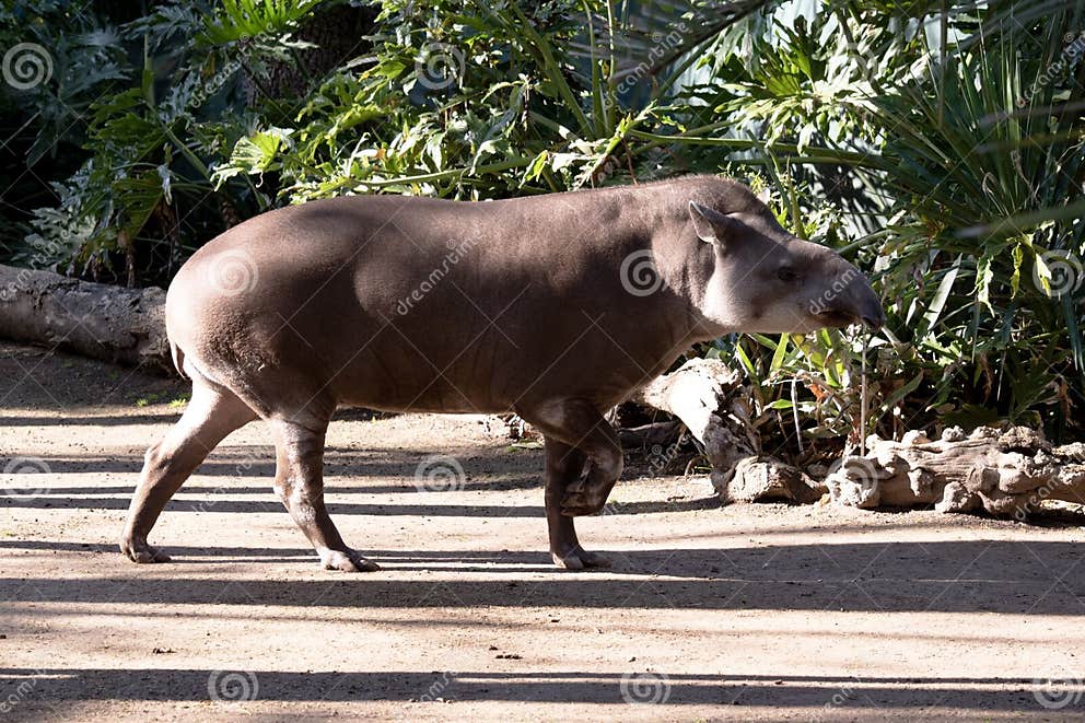 This is a Side View of a Tapir Stock Photo - Image of ears, brazilian