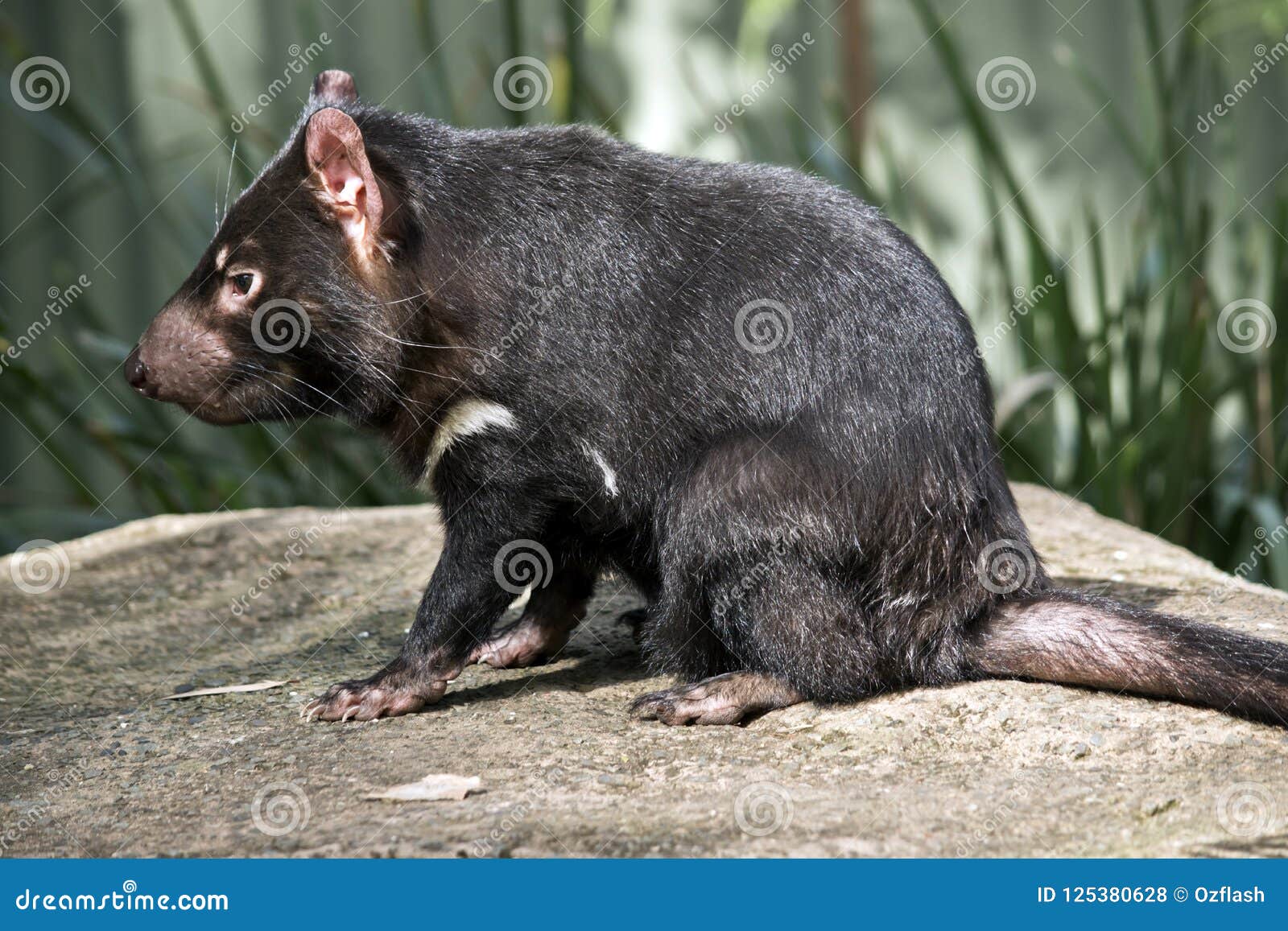 A Tasmanian devil stock photo. Image of tail, australia - 125380628