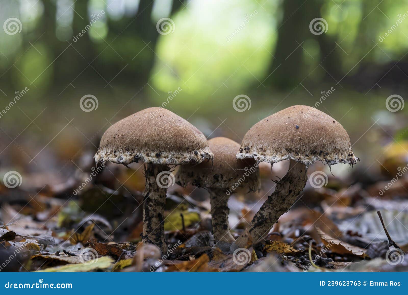 side view of three weeping widow mushrooms lacrymaria lacrymabunda in a dark spot in the westerpark in zoetermeer
