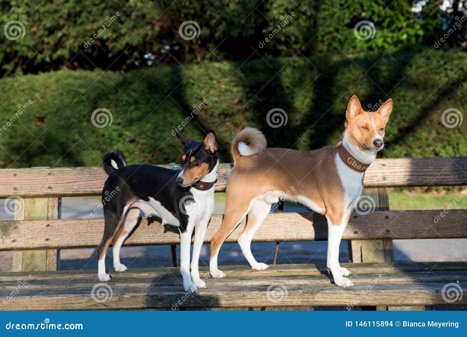 Side View Of A Tri Color And Two Tone Basenji On A Bench