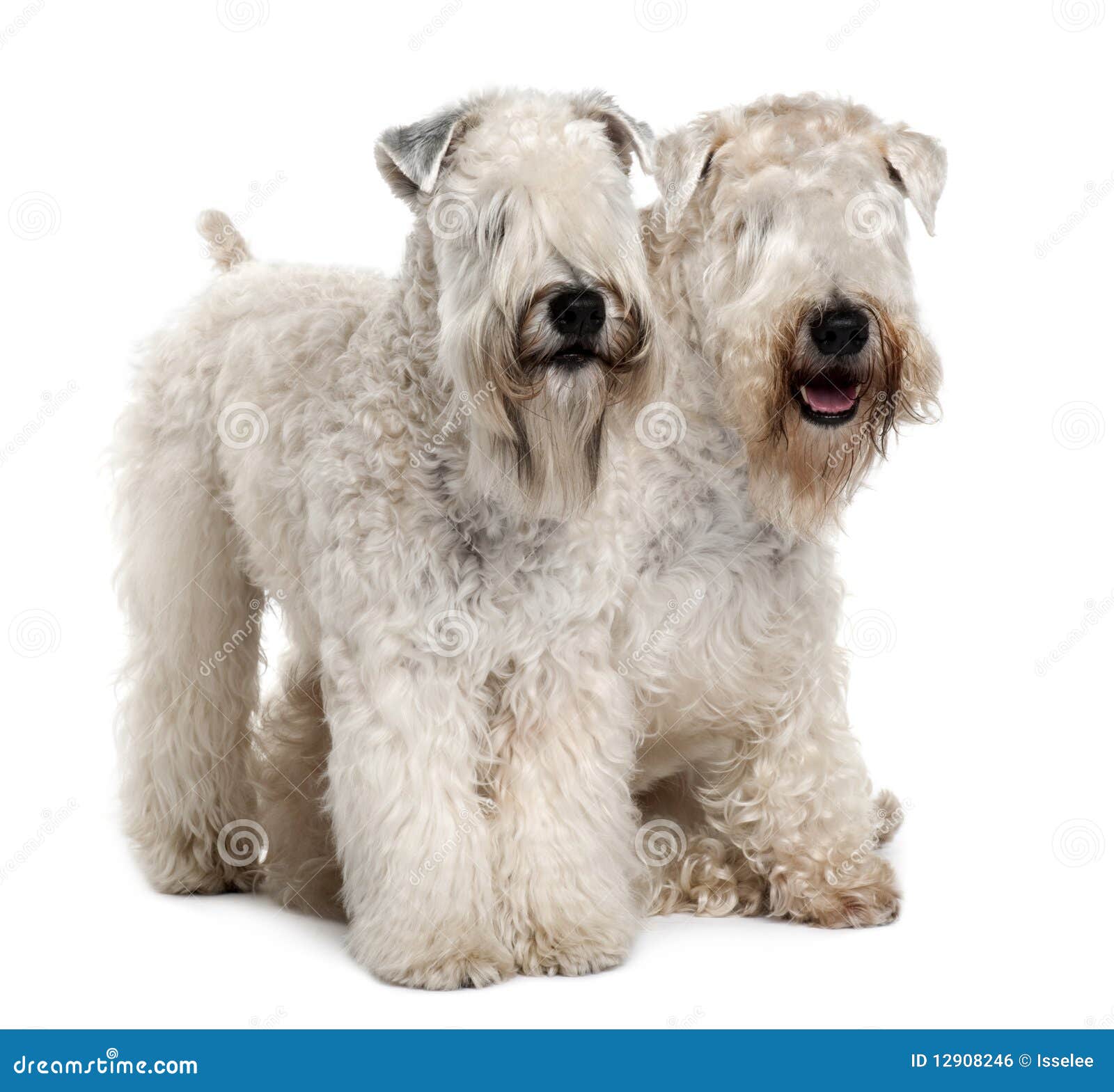 Side View Of Two Soft Coated Wheaten Terriers Stock Photo Image Of Haired Length 12908246