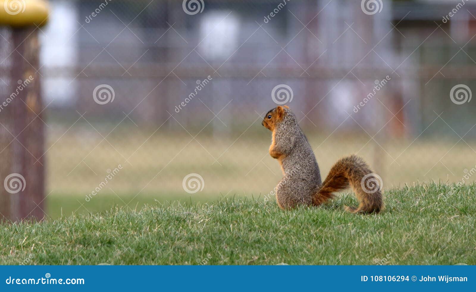 side view of and upright squirrel on a grassy hill.
