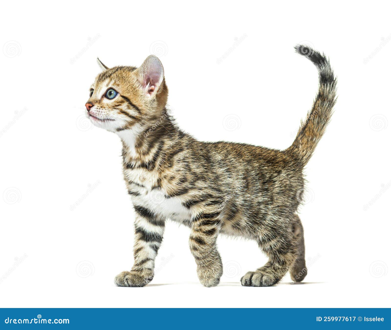 Side View of a Walking Bengal Cat Kitten, Six Weeks Old, Isolate Stock Image Image of