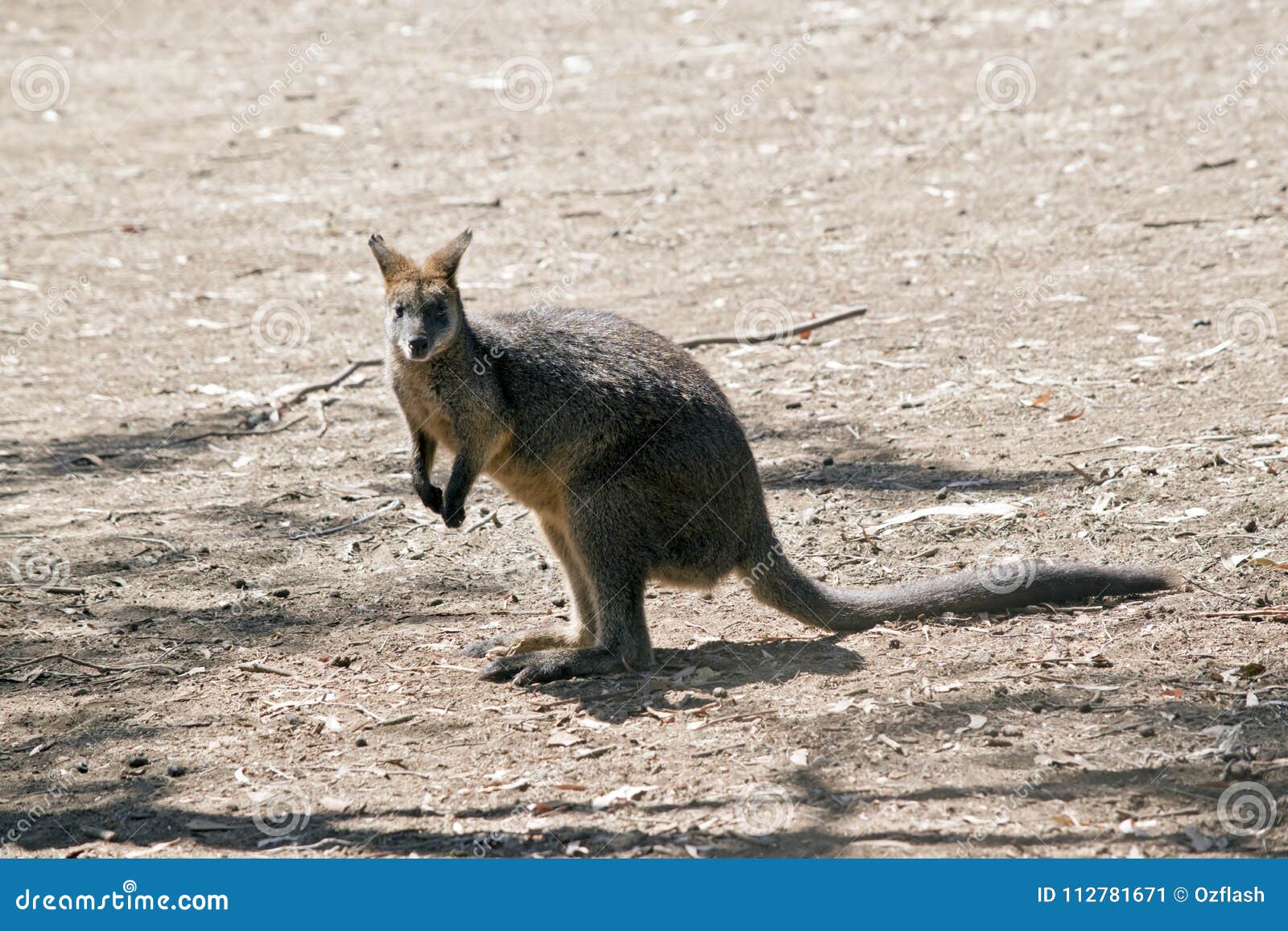Wallaby in field stock image. Image of animal, marsupial 112781671
