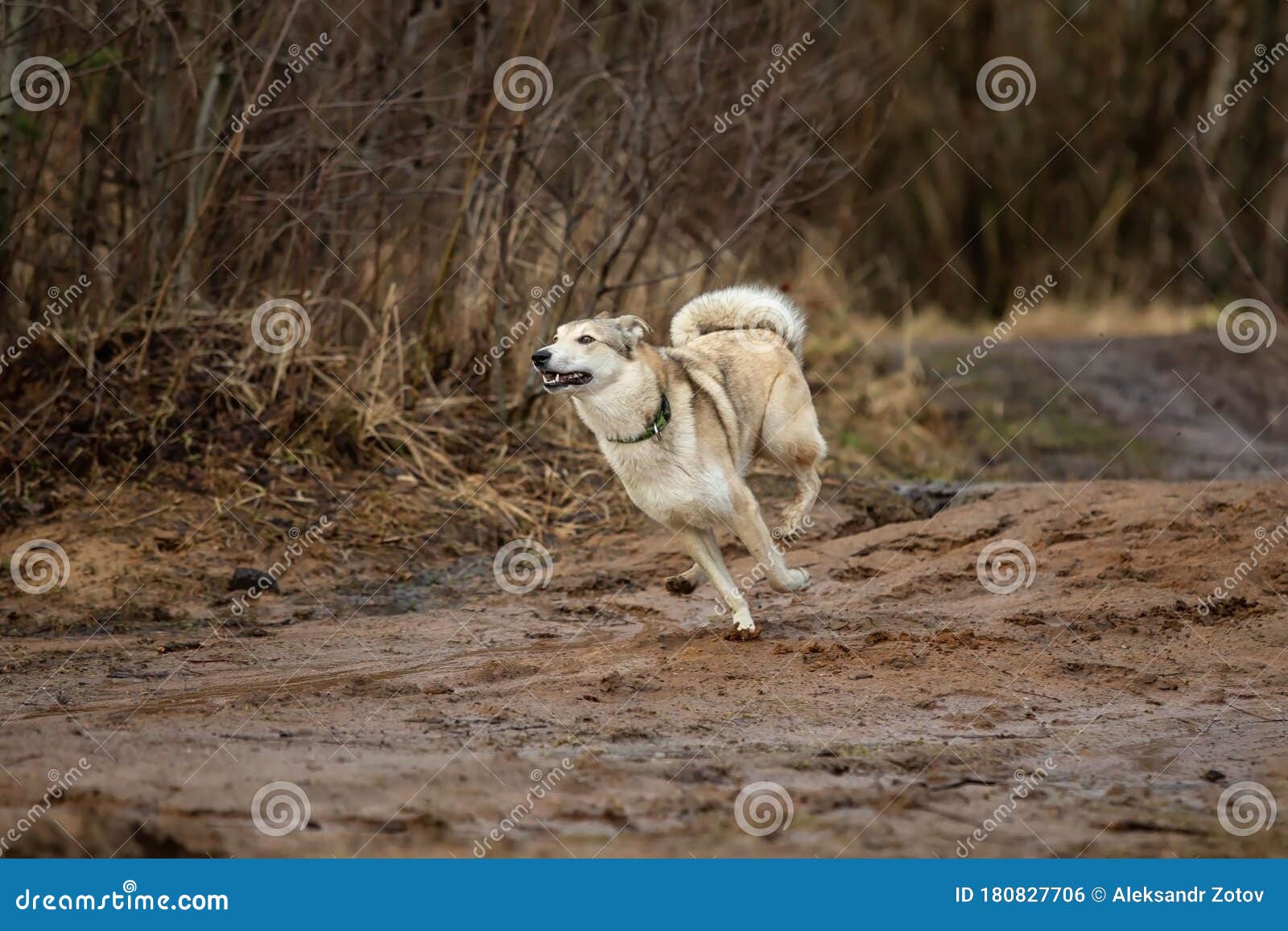On The Trail West Siberian Laika In Grass Stock Photo Image Of Beast Autumn 180827706