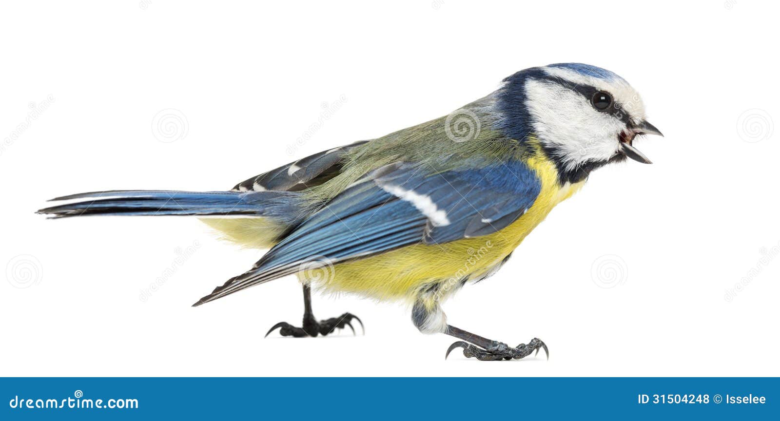 side view of a whistling blue tit, cyanistes caeruleus