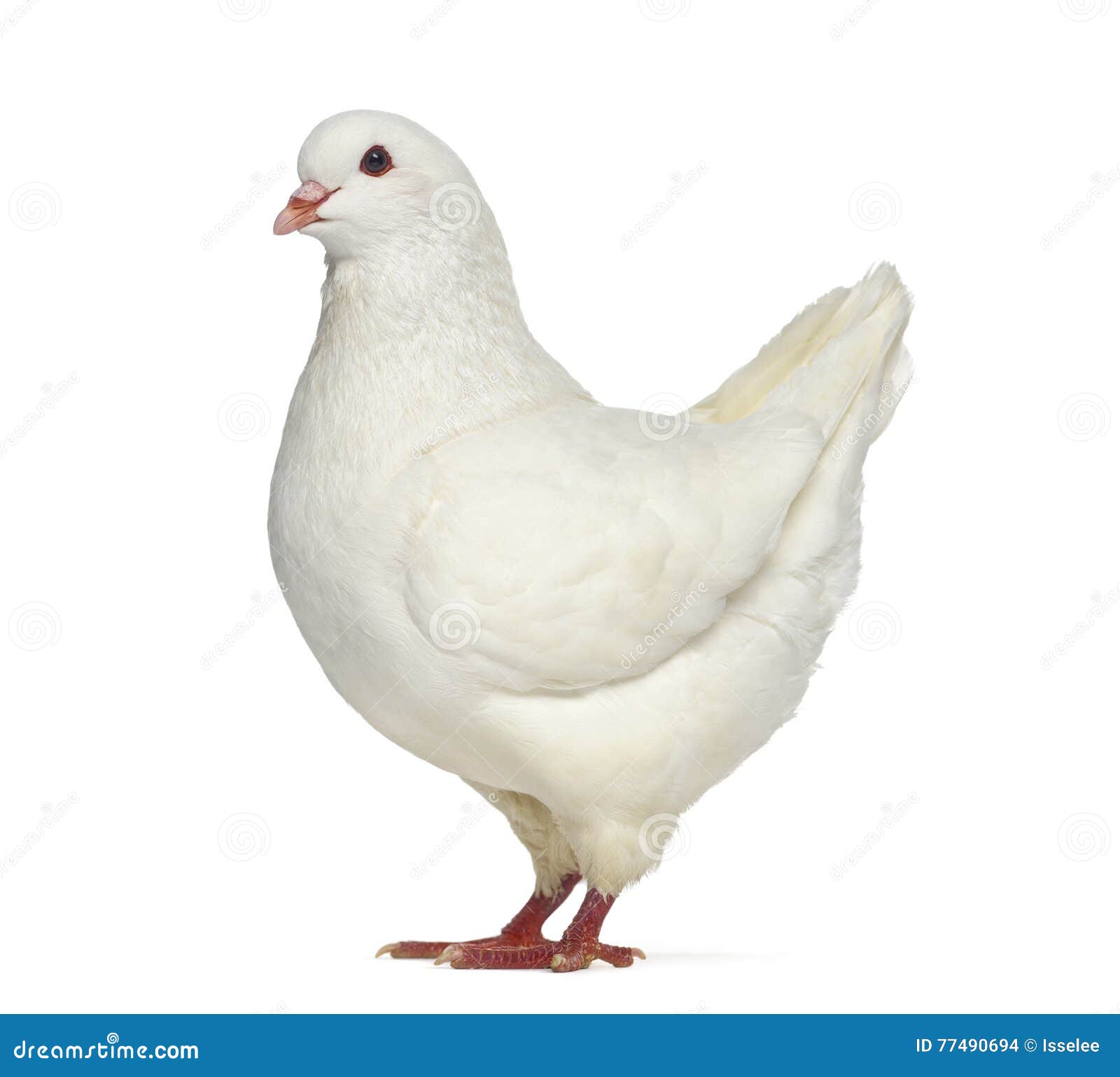 Side View of a White King Pigeon Stock Photo Image of people