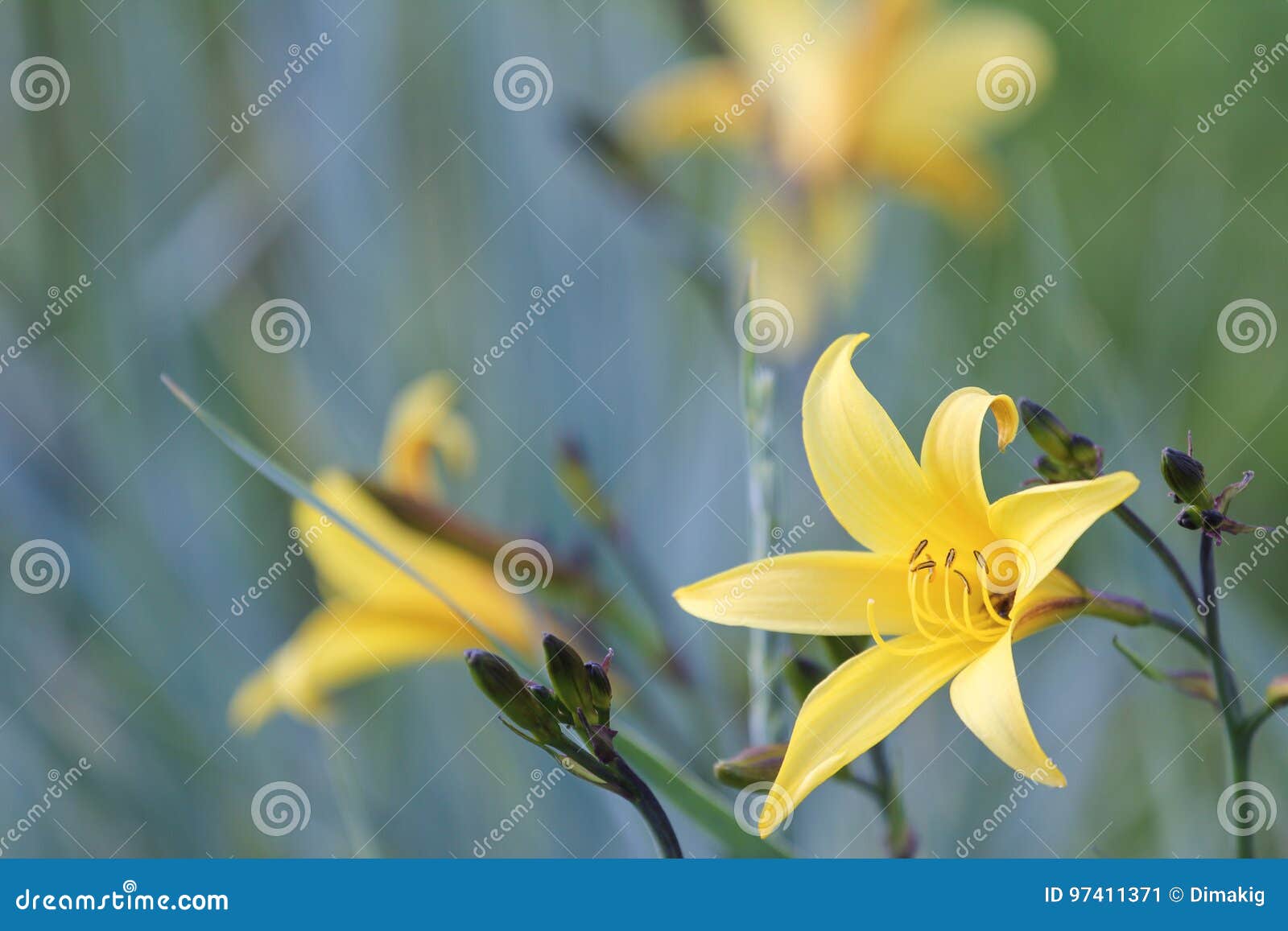 Side View of Yellow Lily Flower Stock Image Image of sadness