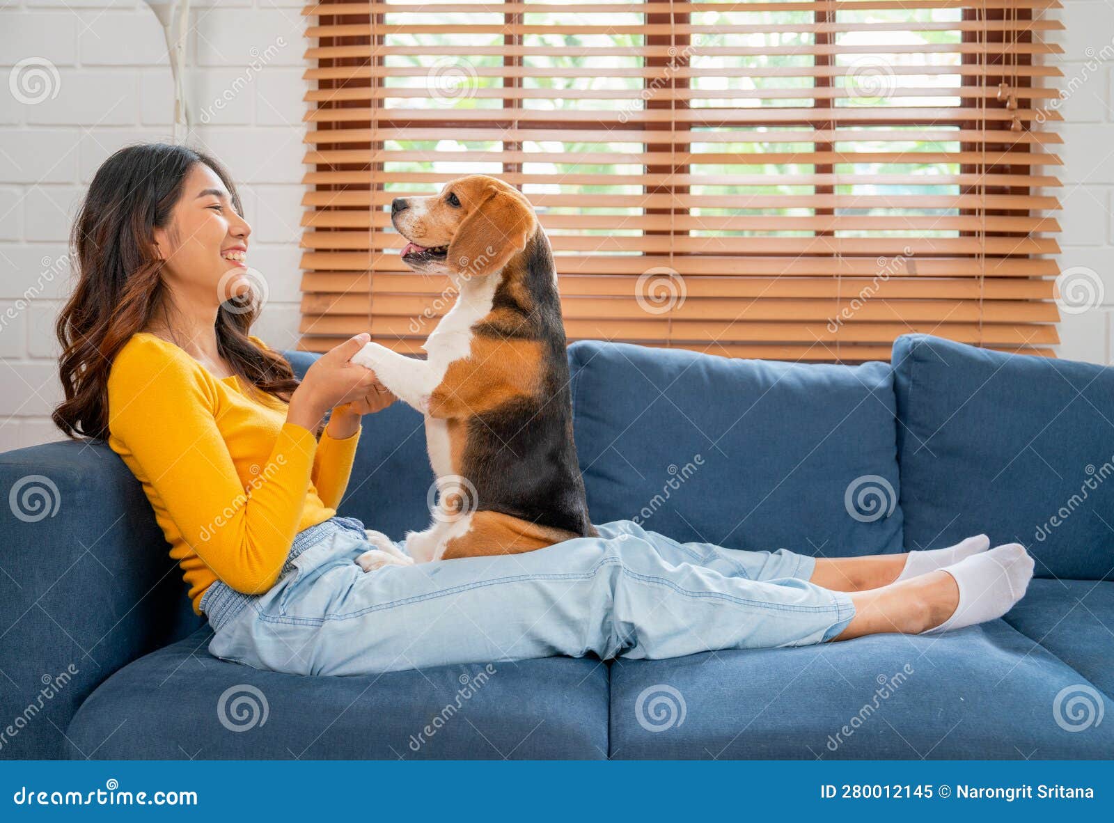 side view of young asian girl hold foreleg of beagle dog stand on her lap on the sofa in the house with day light and they look