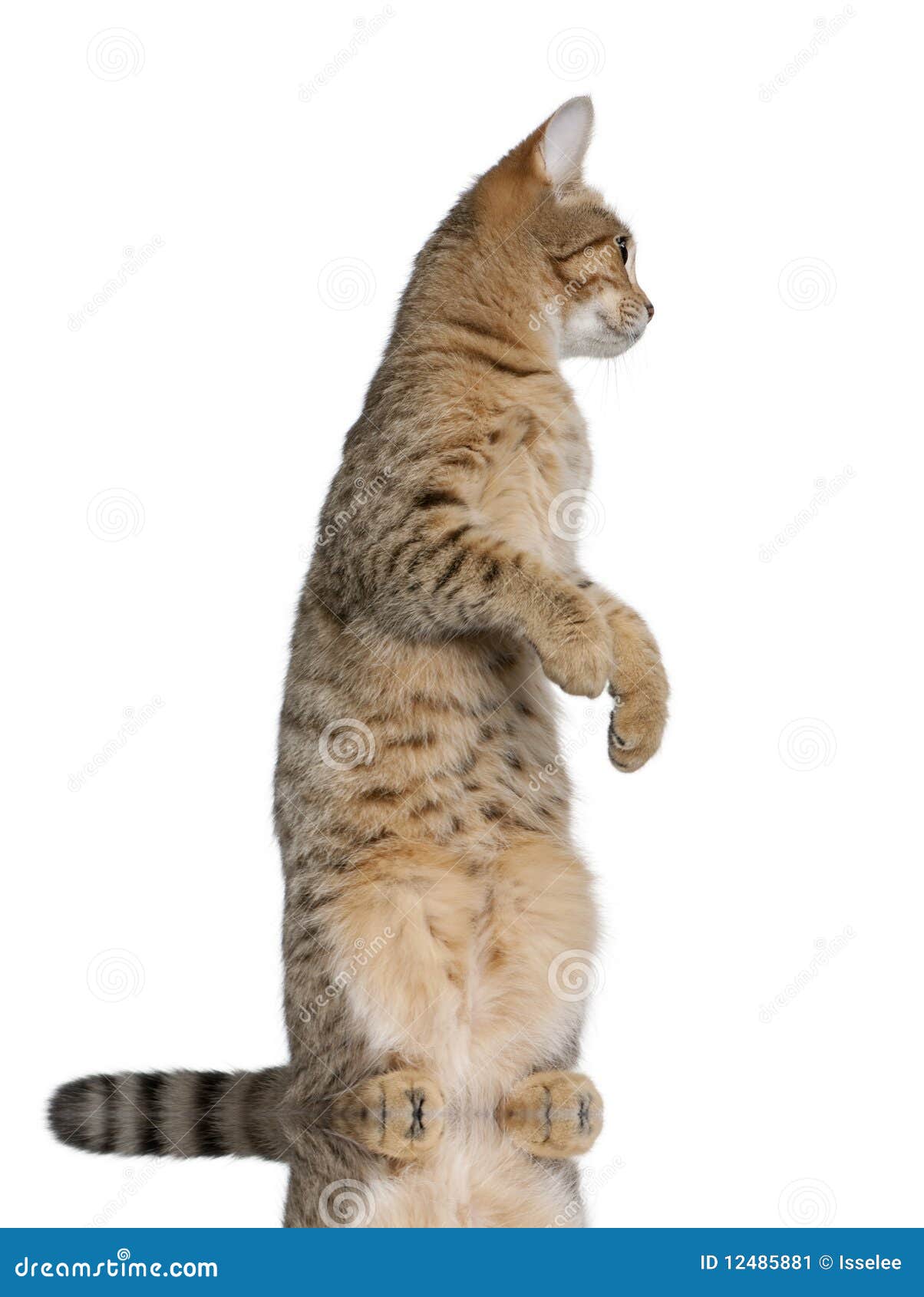 Side View Of Young Bengal Cat, Standing Stock Image - Image of pets