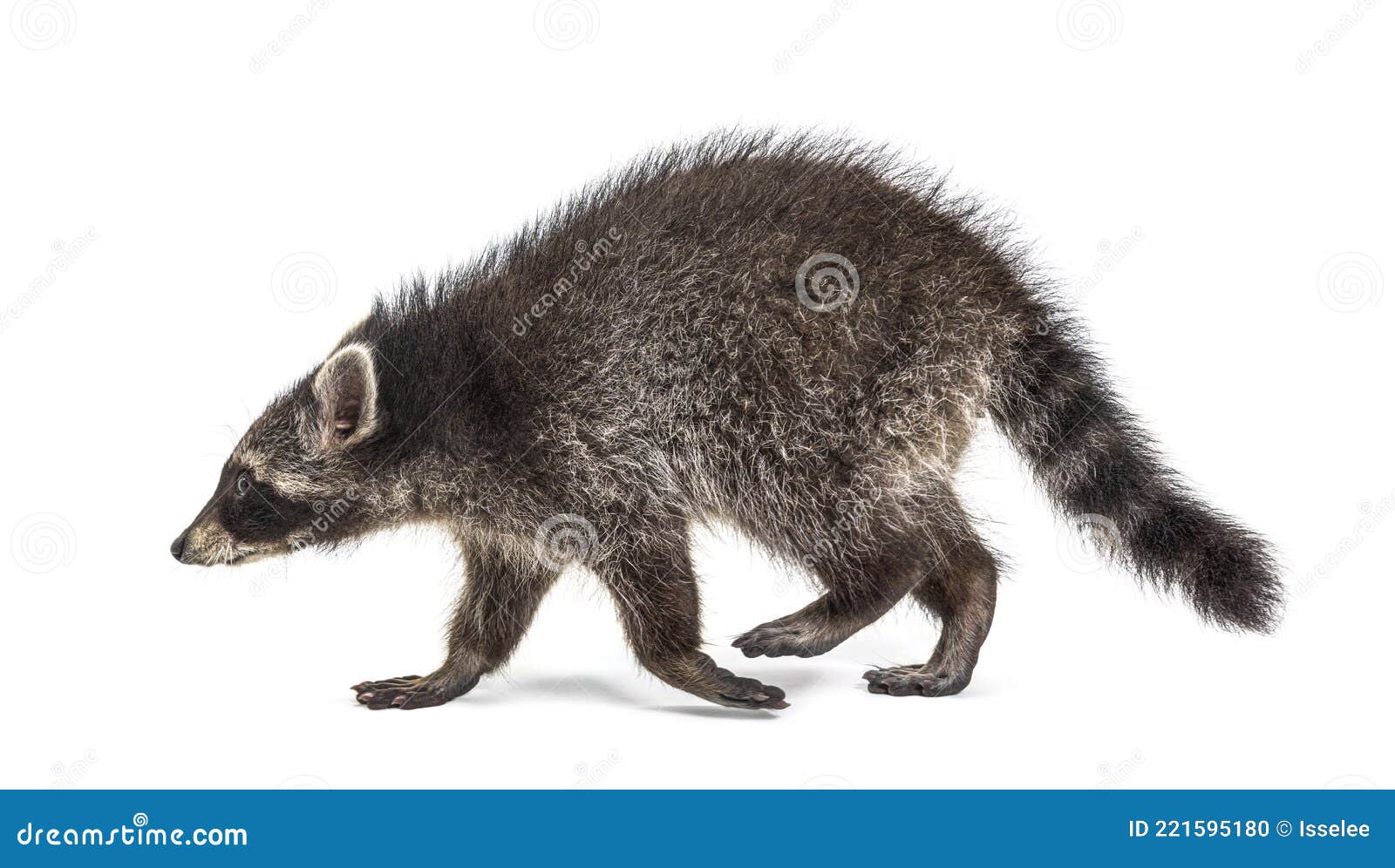 Side View of a Young Raccoon Walking Away, Isolated Stock Photo - Image