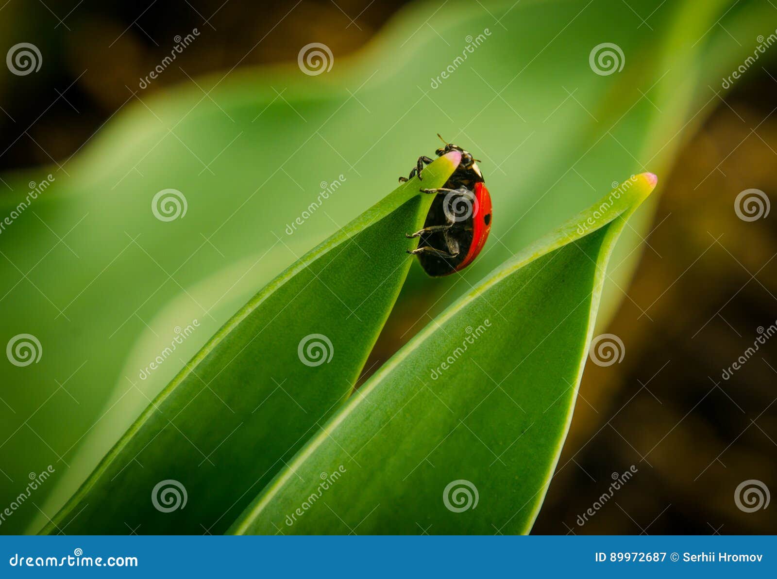 the side of wild red ladybug coccinellidae anatis ocellata coleoptera ladybird on a green grass