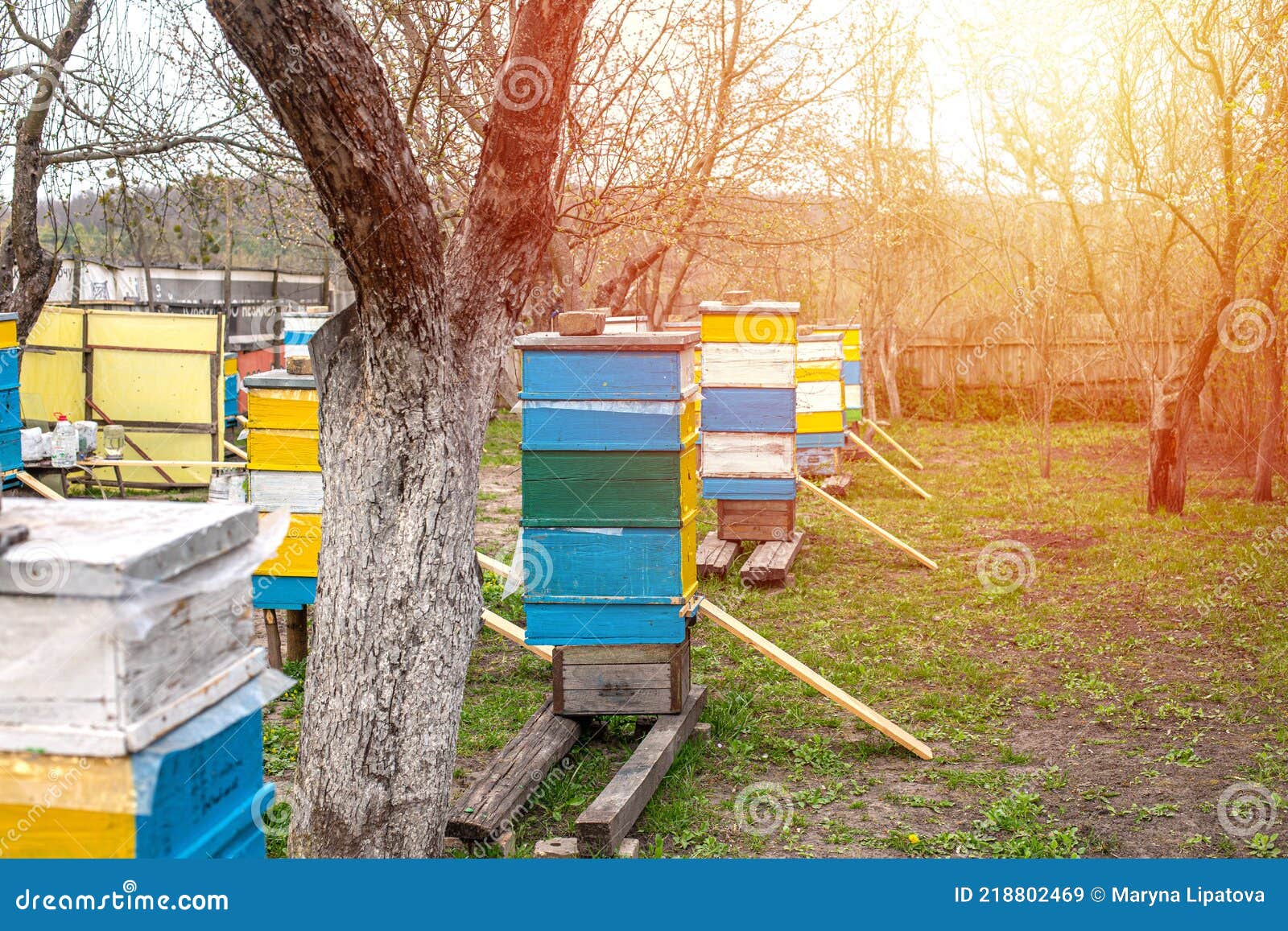 sideboards near beehive's entrance., to help fallen bees get into hive. preparing apiary for spring